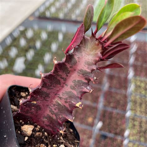 Euphorbia Trigona Rubra African Milk Tree Succulent Pot