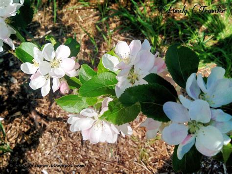 Apple Flower Malus Pumila