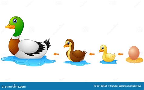 Life Cycle Of A Duck Eyfs