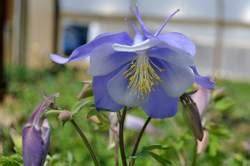 AQUILEGIA Songbird Blue Bird Millcreek Gardens Plant Catalog