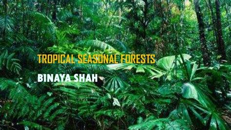 Tropical seasonal forests