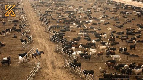 Full Us Ranchers Raise Million Of Cattle This Way Top Livestock