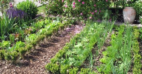 Mischkultur Im Gem Sebeet Vegetable Garden Design Backyard Vegetable