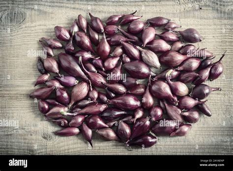 Cebolla Morada Fija Para Sembrar En El Suelo Fotograf A De Stock Alamy