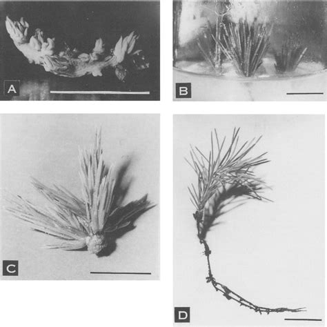 Figure 1 From In Vitro Plantlet Regeneration From Embryonic Explants