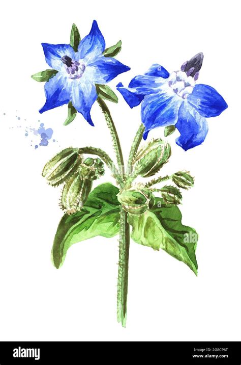 Borage Plant Borago Officinalis With Flowers And Buds Watercolor