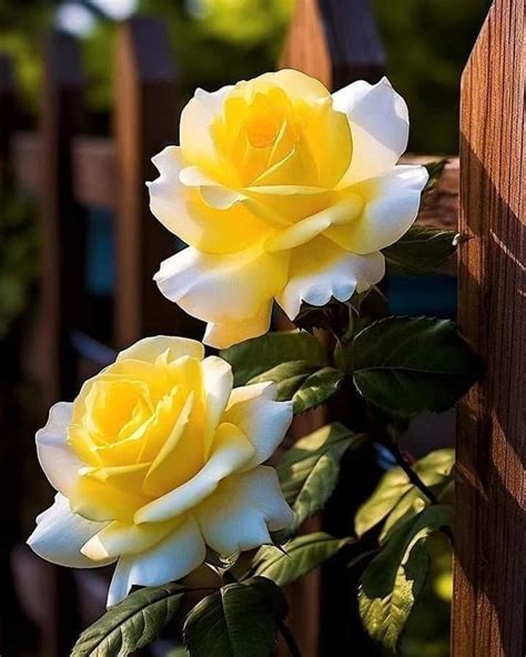 Pin by Alwan Alhamdani 1 on ورد مختلف الالوان والاشكال Beautiful rose