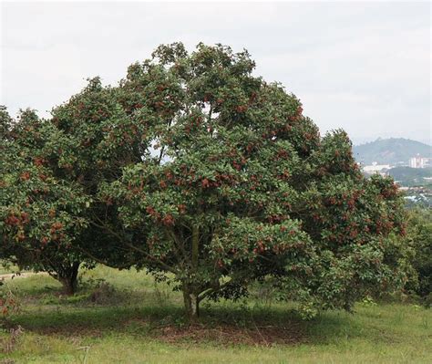 File Rambutan Tree Nephelium Lappaceum Crop Wikimedia