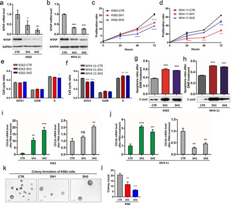 The Establishment Of Wtap Knockdown Cells And Their Biological