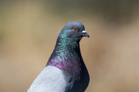 Rock Dove Columba Livia Mississippi National River And Recreation