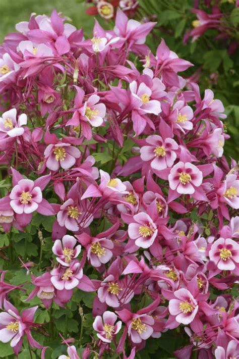 Buy Kirigami Rose Pink Columbine Aquilegia FREE SHIPPING Wilson