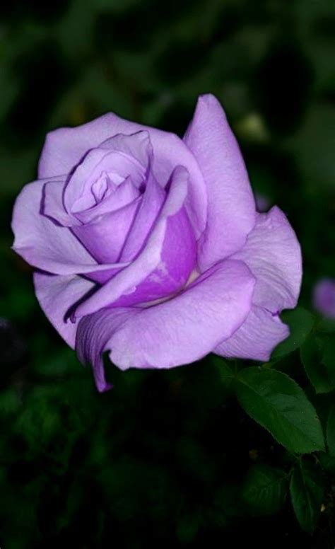 Pin By My Anh On 1 A File General Beautiful Rose Flowers Purple Roses Beautiful Roses