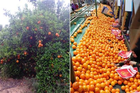 Oranges Accounted For 90 Of The Total Egyptian Exports Of Citrus Fruits”