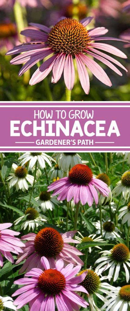 How To Grow And Care For Coneflowers Echinacea