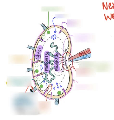 Organ Histology Quiz Lymph Node Part Diagram Quizlet