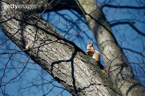 Red squirrel eating nuts on bare tree 1305834112 게티이미지뱅크