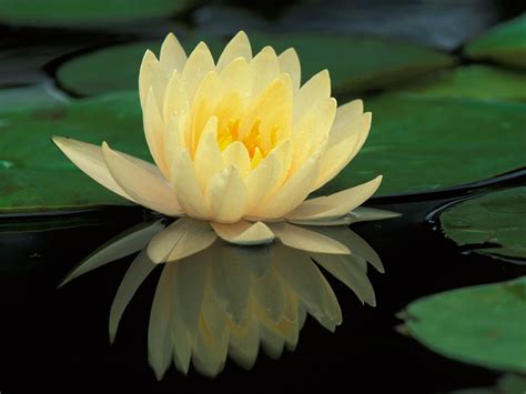 🔥 70 Water Lily Wallpapers Wallpapersafari