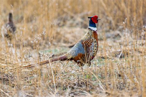 Ring necked pheasant