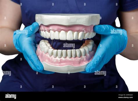 A Dentist Doctor Holds An Artificial Human Jaw In His Hands Close Up