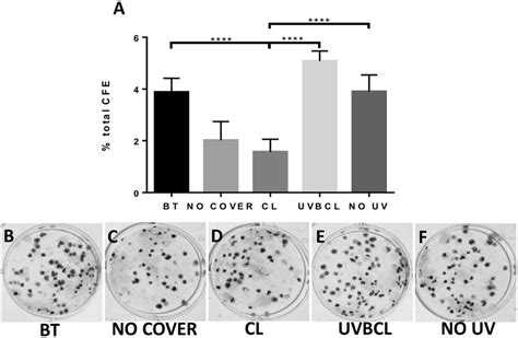 UVB Induced Reduction Of Limbal Epithelial Cell Colony Forming