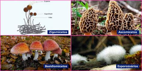 Resumo Do Reino Fungi Tudo O Que Você Precisa Saber