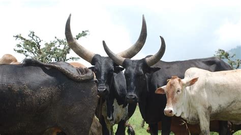 Wb Better Plans To Uplift Tanzanias Livestock Sector The Guardian