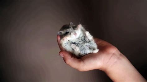 Un hamster agite ses petites pattes trop mignon Vidéo Dailymotion