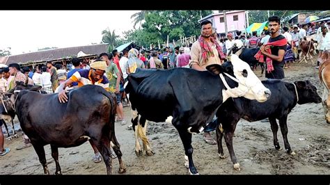 ঐতিহ্যবাহী কুষ্টিয়া বালিয়াপাড়া আলামপুর হাট থেকে গাভী গরুর দাম জানুন