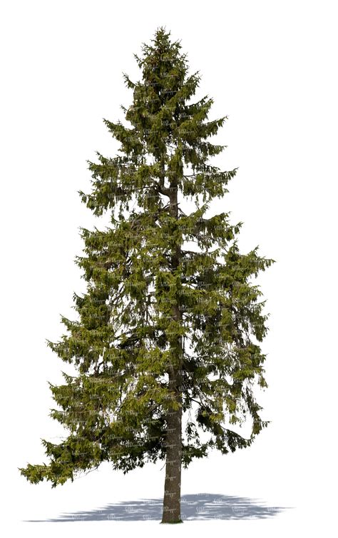 Cut Out Big Spruce In Sunlight Vishopper