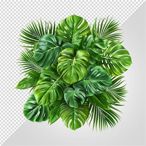 Premium Psd Tropical Foliage Isolated