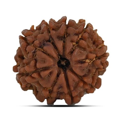 9 Mukhi Rudraksha Benefits Powers And Significance