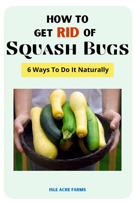 How To Get Rid Of Squash Bugs 6 Ways To Do It Naturally In 2021