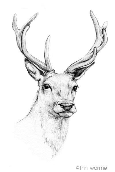 Animals Easy Deer Pencil Drawing - bmp-clown