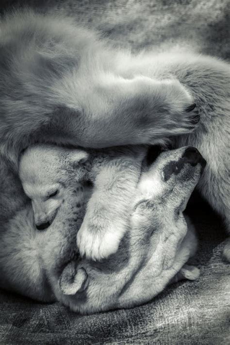 Polar Bears, Mother and Baby, Closeup Stock Image - Image of svalbard, family: 134442733