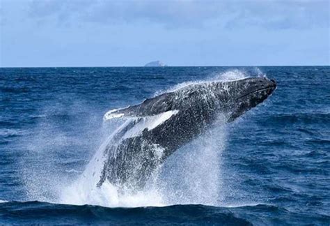 Wildlife Coast Cruises (Wilsons Promontory) - Water Activities - Water