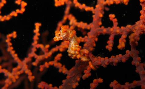 Pygmy seahorse camouflage explained | Mudfooted (from http://mudfooted ...