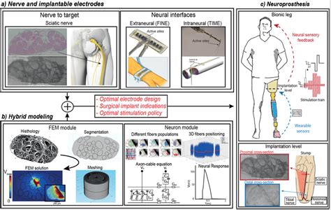 Schematic Representation Of Hybrid Modeling For Neuroprosthetic