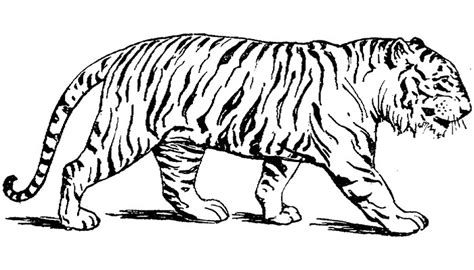 Tiger Outline Drawing - ClipArt Best