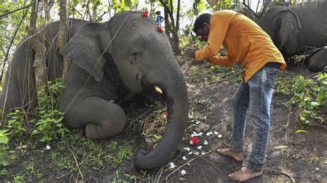 Achttien Olifanten Dood In India Waarschijnlijk Door Bliksem NOS