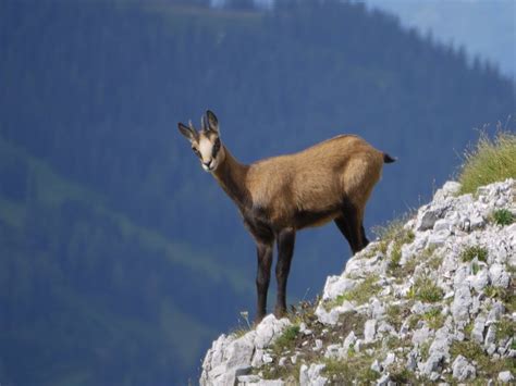 Vanatoarea La Capra Neagra Iezerul Bucovii