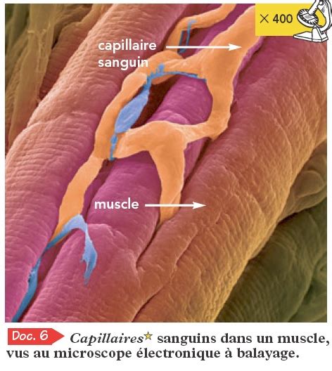 Les Changes Entre Les Organes Et Le Sang Cours Svt Me Vive Les Svt