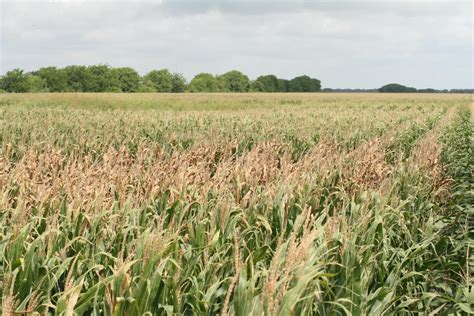 Gosss Wilt Of Corn Ability To Overwinter In Texas Texas Row Crops