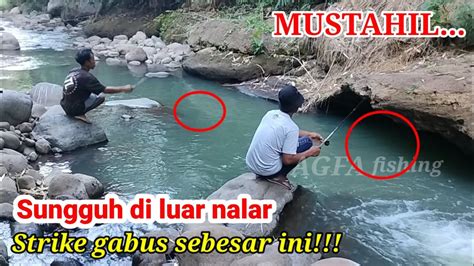 MUSTAHIL Rekor Strike Ikan Gabus Sebesar Ini Alhamdulillah YouTube