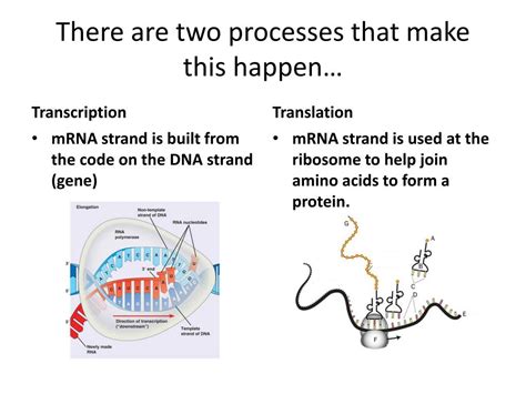 PPT - Transcription and Translation PowerPoint Presentation, free ...