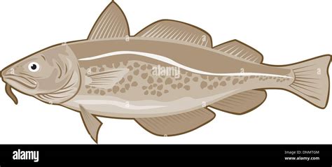 Illustration Of An Atlantic Codfish Done In Retro Style Stock Vector