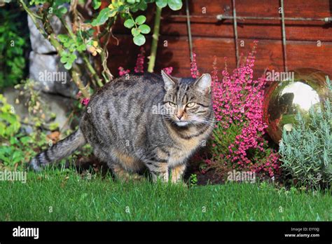 Domestic Cat House Cat Felis Silvestris F Catus Striped House Cat