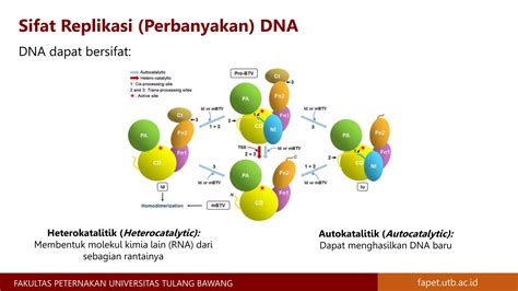 Materi Genetik Kromosom Gen DNA Dan RNA Materi Genetika Ternak PPT