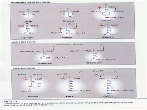 amino acid structure  classificationppt