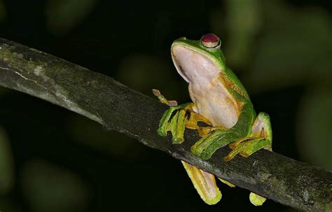 Wallaces Flying Frog Facts Picture Video And In Depth Information