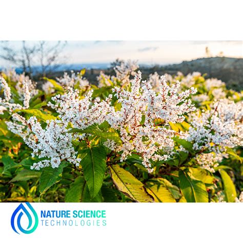 Polygonum Cuspidatum Extract Powder Supplier | NSTchemicals.com